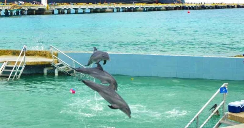 Swim With Dolphins